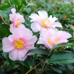 Camellia 'Winter's Toughie' 6 Camellia 'Winter's Toughie' -plant store pl2000049099 card2 lg
