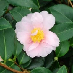 Camellia 'Winter's Toughie' 7 Camellia 'Winter's Toughie' -plant store pl2000049099 card3 lg