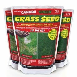 Canada Green Lawn Seed