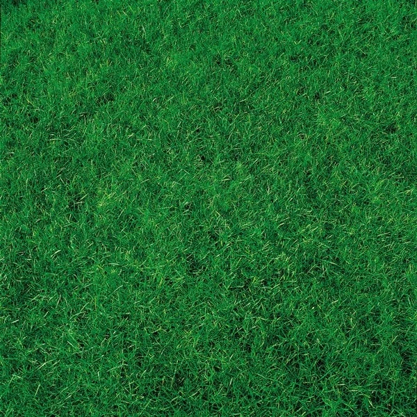 Canada Green Lawn Seed 4 Canada Green Lawn Seed - Image 2