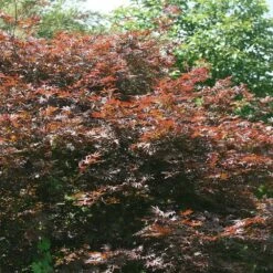 Acer Palmatum 'Atropurpureum' 7 Acer Palmatum 'Atropurpureum' -plant store tr0000000076 card3 lg