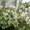 Malus 'Evereste' -plant store tr0000004583