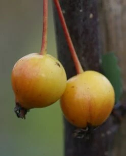 Malus × Floribunda 7 Malus × Floribunda -plant store tr0000004584 card3 lg