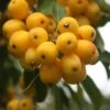 Malus × Zumi 'Golden Hornet' 1 Malus × Zumi 'Golden Hornet' -plant store tr0000004585