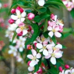 Malus × Zumi 'Golden Hornet' 7 Malus × Zumi 'Golden Hornet' -plant store tr0000004585 card3 lg