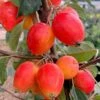 Malus 'John Downie' 2 Malus 'John Downie' -plant store tr0000004588