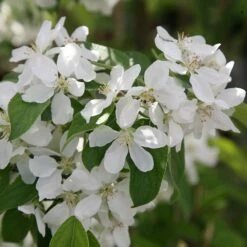 Malus 'John Downie' -plant store tr0000004588 card3 lg