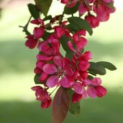 Malus × Moerlandsii 'Profusion Improved' -plant store tr0000004592 card3 lg