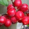 Malus × Robusta 'Red Sentinel' -plant store tr0000004594