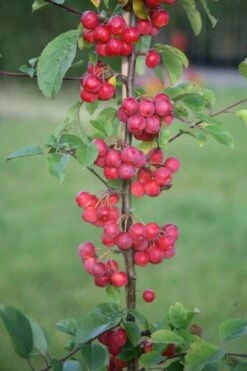Malus × Robusta 'Red Sentinel' -plant store tr0000004594 card4 lg